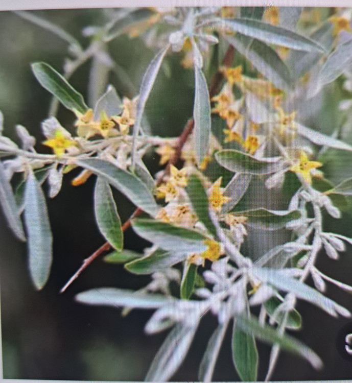 عطر خالص گل سنجد با ماندگاری بالا